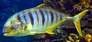 Golden trevally Barcelona Aquarium.jpg