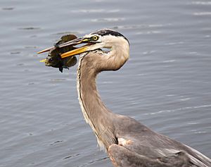 GreatBlueHeronTampaFL