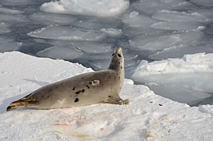 Harp seal pointing upwards