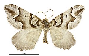 Helastia expolita male.jpg