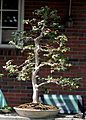 Jaboticaba bonsai, June 7, 2008