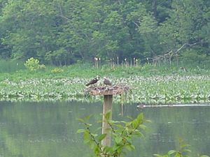 LHC ospreys