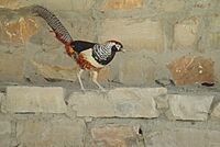 Lady Amherst's Pheasant Iran