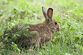 Lepus americanus 5459