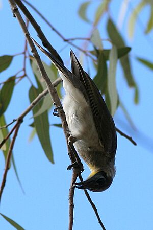 Little Friarbird