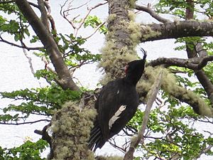 Magellanic Woodpecker Female