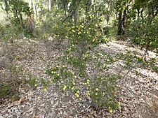 Melaleuca thymoides (habit)