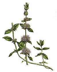 Mentha pulegium