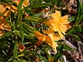 Mimulus aurantiacus flowers 2003-03-11