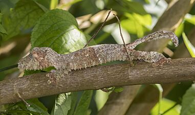 Mossy leaf-tailed gecko (Uroplatus sikorae) Montagne d’Ambre 3