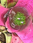 Neoregelia at Hodges Garden