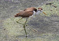 Northern Jacana Juvenile