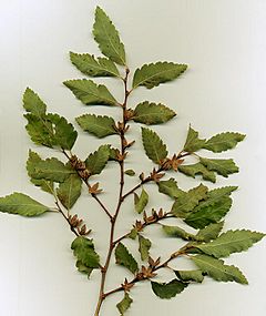 Nothofagus obliqua Shoot LeavesCupules.jpg