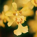 Oncidium obryzatum