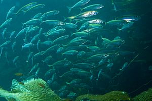 Pacific Jack Mackerel School, 2007.jpg