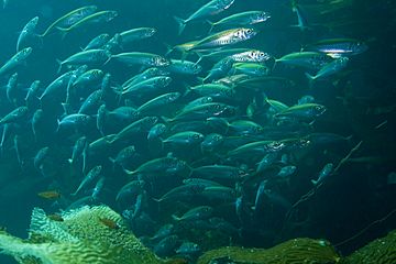 Pacific Jack Mackerel School, 2007