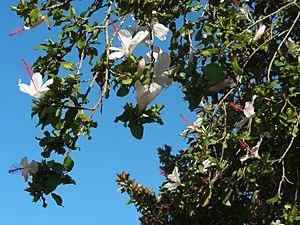 Paddington flowering tree