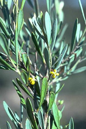 Persoonia brevirhachis.jpg