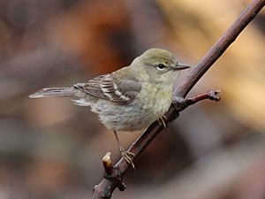 Pine Warbler - female