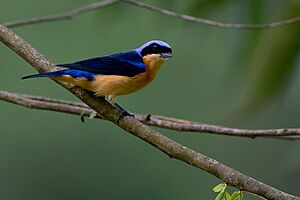 Pipraeidea melanonota, Saíra-viúva, Fawn-breasted Tanager.jpg