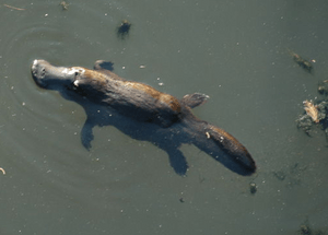 Platypus BrokenRiver QLD Australia2