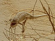 Ramon Crater chameleon