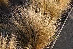 Red-tussock-grass-lake-tekapo-new-zealand-september-2011.jpg