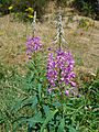 Rosebay Willowherb in GT Anthill Meadow