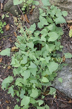 Rumex scutatus kz1.jpg