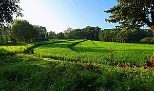 SMB Ricefields