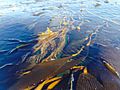 Seaweed, Santa Cruz Harbor