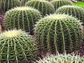 Singapore Botanic Gardens Cactus Garden 2.jpg