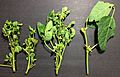 Soybean Phytoplasm