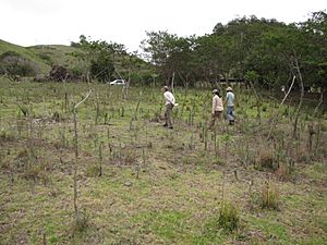 Starr-120608-7312-Leucaena diversifolia-mature plants and saplings grazed with Diana Kim and Jacob-Ulupalakua Ranch-Maui (25118953296).jpg