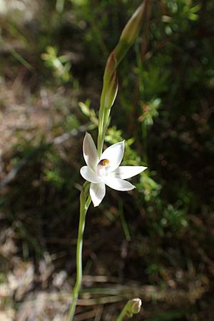 Thelymitra longifolia kz06.jpg