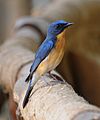 Tickell's Blue Flycatcher (Cyornis tickelliae)