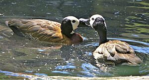 White-Faced Whistling Ducks