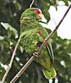 White-fronted Amazon JCB