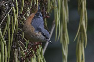 White-tailed Nuthatch West Sikkim India 16.02.2016