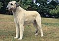 White wolfhound