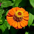 Zinnia elegans 3