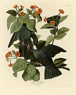 177 White-crowned Pigeon crop