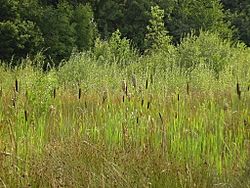 Abneyhallwetlands