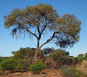 Acacia estrophiolata habit.jpg