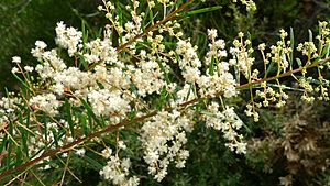 Acacia linifolia flowers (6872824914).jpg