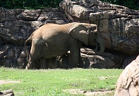 AfricanElephant LoxodontaAfricana1