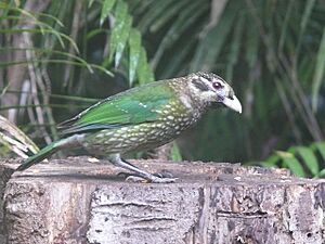 Ailuroedus melanotis -Australia-6a.jpg