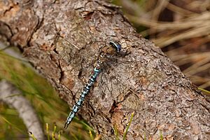 Alpen-Mosaikjungfer, Aeshna caerulea 001.JPG