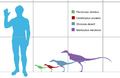 Alvarezsaurid scale martyniuk