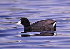 American coot - June 2013.jpg